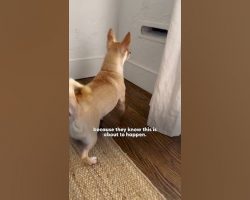 Chihuahua Is At War With The Mail
