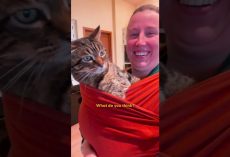 Senior Rescue Cat Demands The Full Baby Treatment