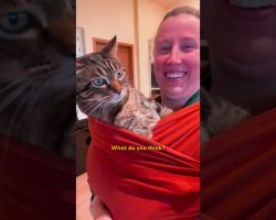 Senior Rescue Cat Demands The Full Baby Treatment