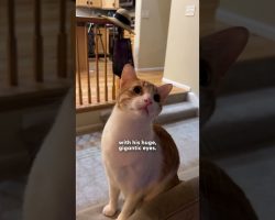 Cat Finally Meets Ceiling Fan He Couldn’t Stop Watching