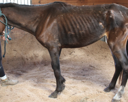 Starving Horse Too Weak To Lift His Head Makes Incredible Recovery