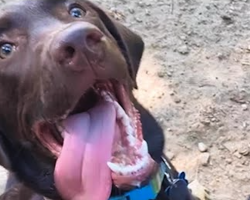 Rescued Puppy Reunites With His Sister For The Cutest Playdate Ever