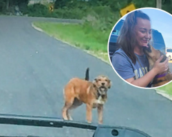 Puppy Waited By The Road For Someone To Stop