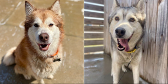 Shelter Huskies Were Moments From Euthanasia When A Last-Minute Message Changed Everything