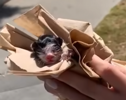 Rescued Newborn Kitten Still Attached To Placenta Curls Up On His Rescuer’s Neck