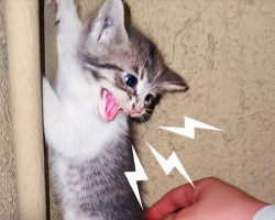 Spicy Little Kitten Turns Out To Be The Snuggliest Goofball