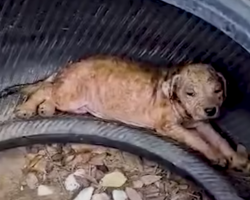 Puppy Living In A Tire To Escape Heat Can’t Stop Wagging His Tail Now
