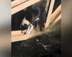 Firefighters Rescue Scared Dog Trapped In Aqueduct