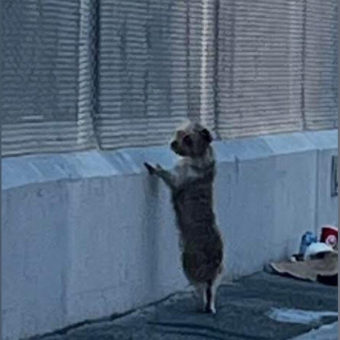 Stray Dog Waits By A Fence Every Day As If Looking For Someone — Then Rescuers Change Her Life