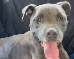 Girls Trip Turns Into A Pittie Rescue Mission