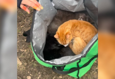 People Spot An Uber Eats Bag Under A Park Bench — Then Hear Tiny Meows Coming From Inside