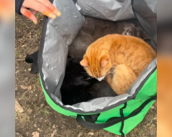 People Spot An Uber Eats Bag Under A Park Bench — Then Hear Tiny Meows Coming From Inside