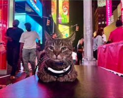 Cat Travels 100 Miles On The Roof Of His Family’s Car