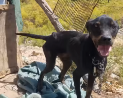 Dog Left Chained In The Heat Still Trusts Rescuers