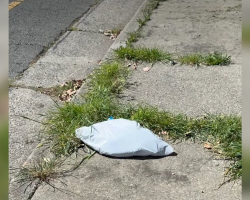 Woman Hears Tiny Cries Coming From A Trash Bag — Then Discovers Four Kittens Trapped Inside