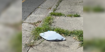 Woman Hears Tiny Cries Coming From A Trash Bag — Then Discovers Four Kittens Trapped Inside