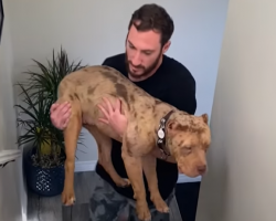 “Designer” Bully Who Couldn’t Walk Up Stairs Learns How To “Dog”