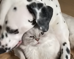 Dalmatian Has The Most Patient Cat Sibling Ever