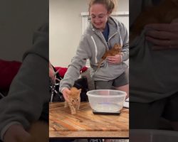 Thirteen Kittens Show Up In Amazon Boxes… And This Couple Says “Sure!”