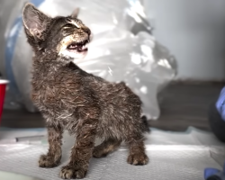 Skinny Kitten Covered In Paint Turns Into A Fluffy Teddy Bear