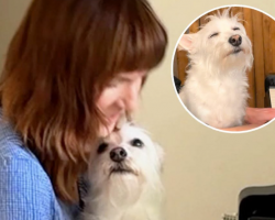 Senior Dog Flops Onto Mom’s Lap Every Time She Plays Piano