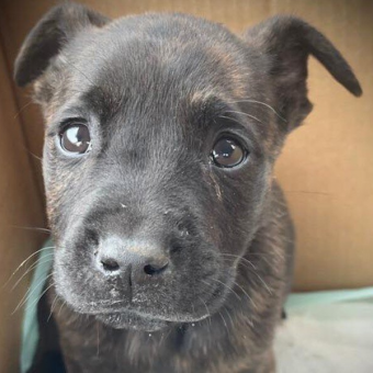 Shelter Opens A Box Left At Its Door And Finds A Tiny Puppy Fighting For Her Life