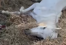 Old Horse Left In A Field To Die Gets To Live Out Her Golden Years Now