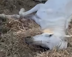 Old Horse Left In A Field To Die Gets To Live Out Her Golden Years Now