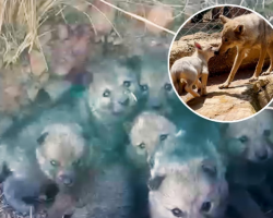 Wolf Dad Keeps Crying Until He Reunites With His Mate And Babies