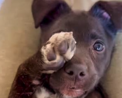 Puppy Who Was Thrown Over A Fence Can’t Stop Prancing Now