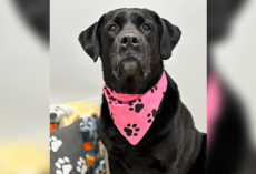 Senior Labrador Returned To Shelter For Being “Too Big” Finally Finds The Family Who Loves Her Exactly As She Is