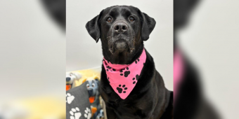 Senior Labrador Returned To Shelter For Being “Too Big” Finally Finds The Family Who Loves Her Exactly As She Is