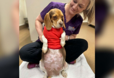 Shelter X-Rays Tiny Pregnant Beagle — Then Realizes Her Puppies Are Much Bigger Than Expected
