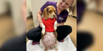 Shelter X-Rays Tiny Pregnant Beagle — Then Realizes Her Puppies Are Much Bigger Than Expected