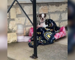 Frightened Chihuahua Left In A Cemetery With Her Bed Finally Gets The Second Chance She Deserved