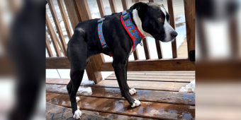 Rare Dog Waited Three Years For Someone To Choose Her — Now She’s Winning Hearts Everywhere She Goes
