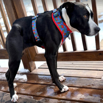 Rare Dog Waited Three Years For Someone To Choose Her — Now She’s Winning Hearts Everywhere She Goes