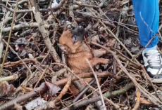 Terrified Puppy Gets Tangled In Branches While Trying To Escape Rescuers — Then Realizes She’s Finally Safe