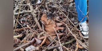 Terrified Puppy Gets Tangled In Branches While Trying To Escape Rescuers — Then Realizes She’s Finally Safe