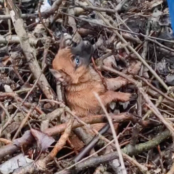 Terrified Puppy Gets Tangled In Branches While Trying To Escape Rescuers — Then Realizes She’s Finally Safe