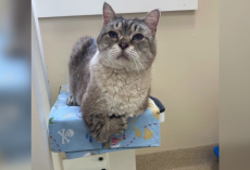 Cat Born With Tiny “T-Rex Arms” Waited For Someone To See Past His Difference — Then The Perfect Family Found Him