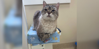 Cat Born With Tiny “T-Rex Arms” Waited For Someone To See Past His Difference — Then The Perfect Family Found Him