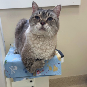 Cat Born With Tiny “T-Rex Arms” Waited For Someone To See Past His Difference — Then The Perfect Family Found Him