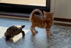 Tiny Rescue Tortoise Spots An Orange Kitten — Then Hurries Over To Make A New Best Friend