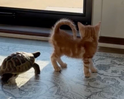 Tiny Rescue Tortoise Spots An Orange Kitten — Then Hurries Over To Make A New Best Friend