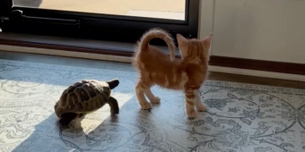 Tiny Rescue Tortoise Spots An Orange Kitten — Then Hurries Over To Make A New Best Friend
