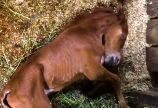 Skinny Horse Who Didn’t Know How To Nurse Is So Rambunctious Now