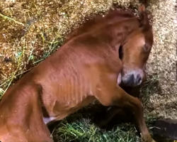 Skinny Horse Who Didn’t Know How To Nurse Is So Rambunctious Now