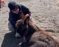 Lonely Donkey Starts Healing After Meeting New Friend