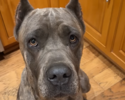 Terrified Shelter Dog Only One Day From Being Put Down Saved By Her Guardian Angel